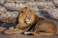 Een krachtig leeuwenmannetje met een chique, door de zon gewijde manen. van Michael Semenov thumbnail