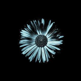 Doronicum von Evgeniya Wesseling