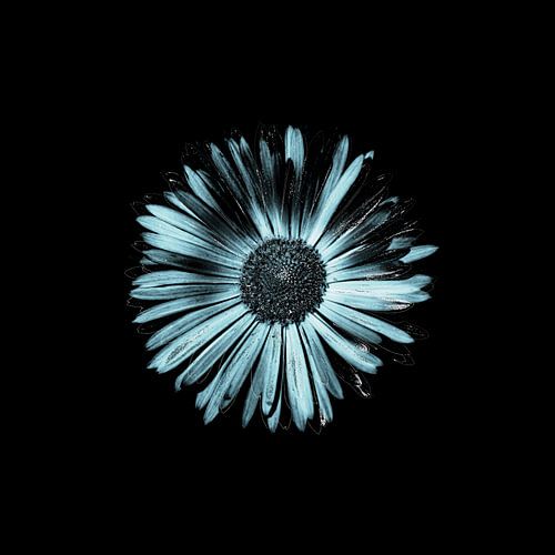 Doronicum sur Evgeniya Wesseling