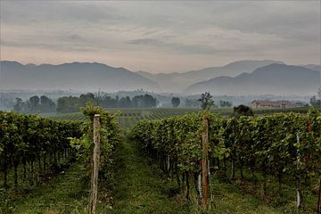 Franciacorte Wine Fields Italy by Christel Smits