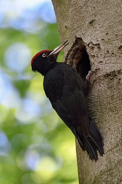 Zwarte specht ( Dryocopus martius ) roept bij de ingang van zijn broedgrot, wildlife, Europa.