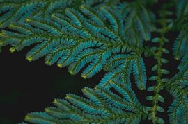 Leaves - Schiermonninkoog by Jolien Ezendam