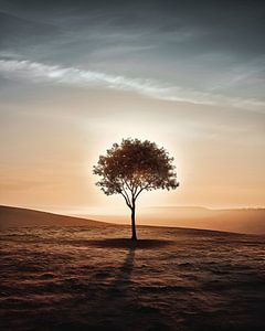 Einsamer Baum im Sonnenuntergang