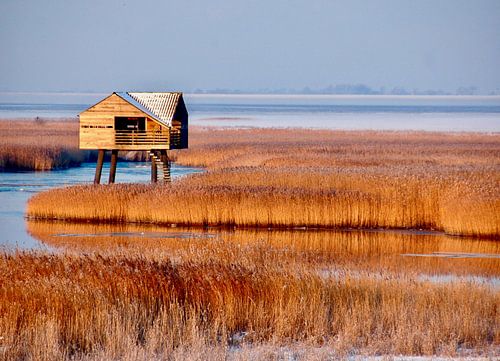 Vogelkijkhut Kiekkaaste #1