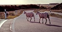 Schafe auf Sylt