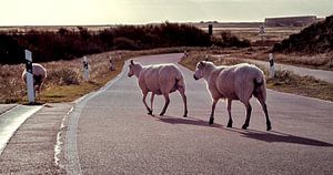Sheep on Sylt by Fineblick