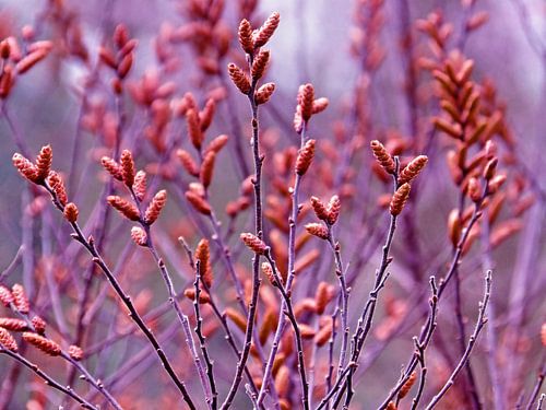 In je knopjes...(Katjes in de lente...)