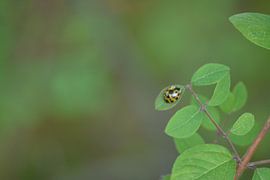 Lieveheersbeestje in zachte kleuren sur Klaas Dozeman