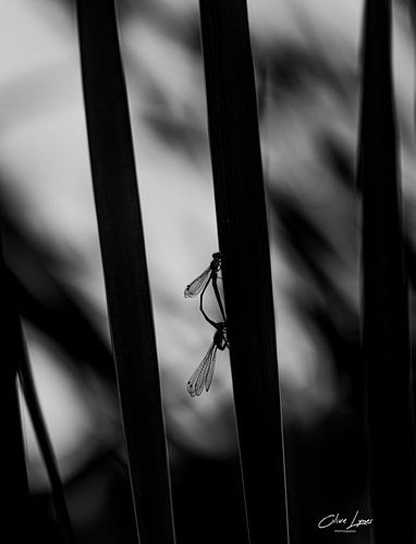 Les demoiselles amoureuses