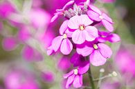 close-up van een paars lila bloem van Henk van den Brink thumbnail