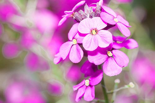 close-up van een paars lila bloem