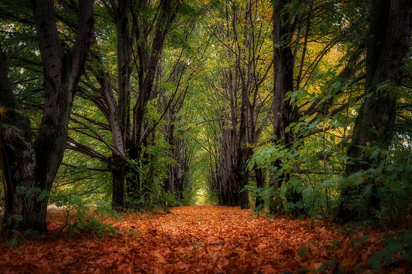 Herbstgasse von Vladyslav Durniev