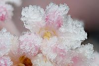 Bloemrijp