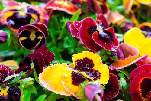Bloemen met dauwdruppels in Friesland, Nederland