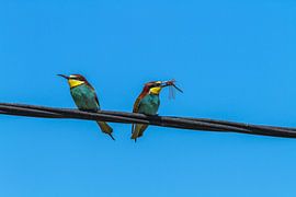 Bijeneters met snack van Peter Vlasveld