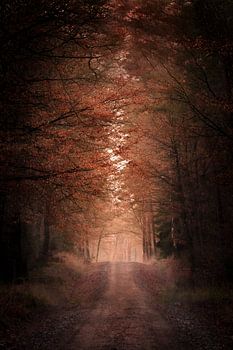 Ein Weg im herbstlichen Wald