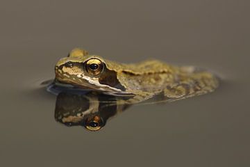 Braunfrosch (Rana temporaria) von Ronald Pol