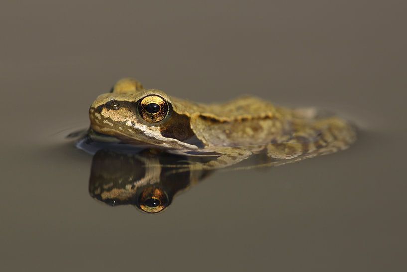 Common Frog (Rana temporaria) by Ronald Pol