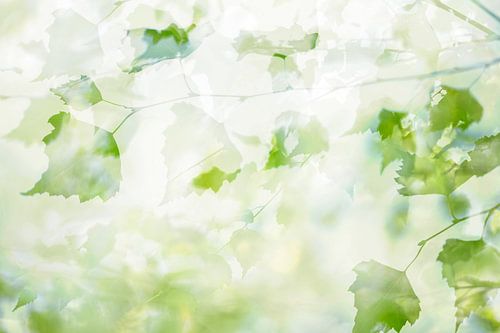 Summer morning through the leaves