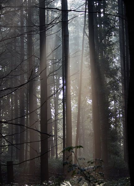 Sunlight in the forest, in the morning... by Anke Winters