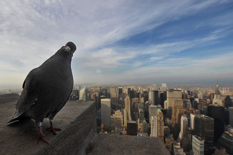 New York. by Tilly Meijer