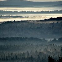 Forêt