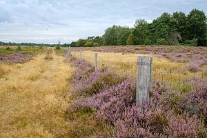 La bruyère sur Tenhaagdoornheide