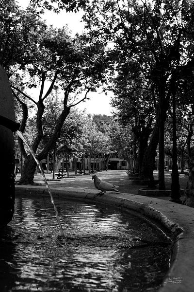 Place Des Lices Saint-Tropez by Tom Vandenhende