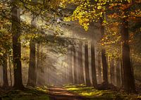 the beautiful Speulder forest