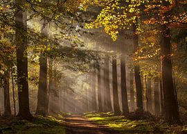 the beautiful Speulder forest by Diana Mulder