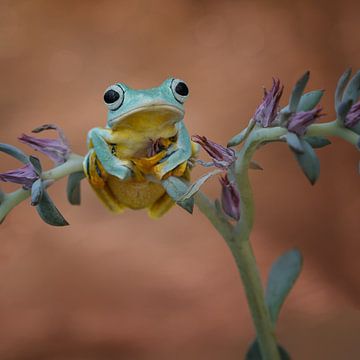 Beautiful frog relaxing by Peter R