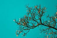 Last leaves on a branch von Lily Ploeg Miniaturansicht