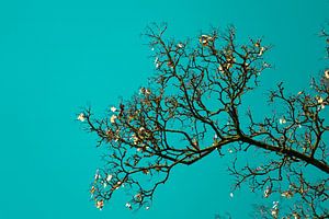 Last leaves on a branch by Lily Ploeg