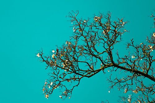 Tak met de laatste blaadjes