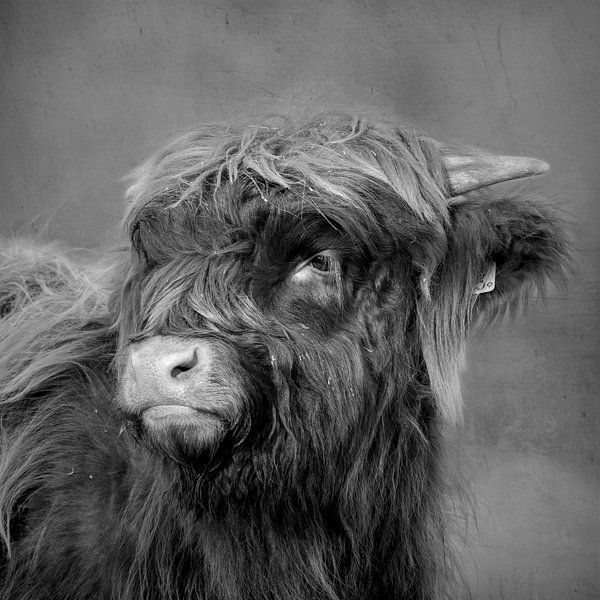 Highlander écossais (jeune, veau) par Francis Dost