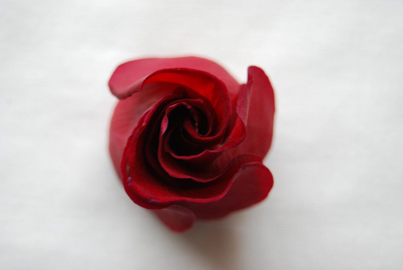 Red Rose van Spijks PhotoGraphics