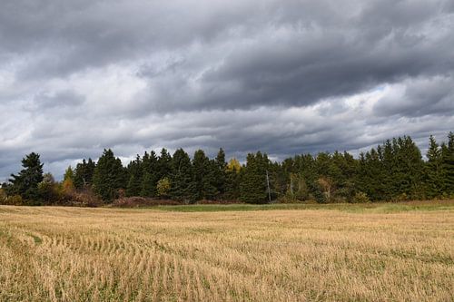 Een veld in de herfst na de oogst