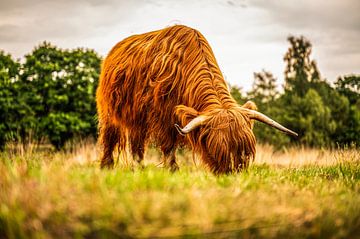 Highlander in Noord-Brabant van Bas Fransen