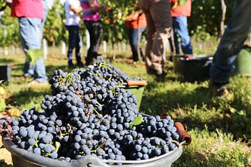 Druivenoogst: Handmatige oogst van Pinot Noir-druiven in de Pfalz van Udo Herrmann