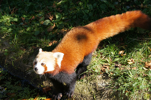 Nieuwsgierige kleine panda