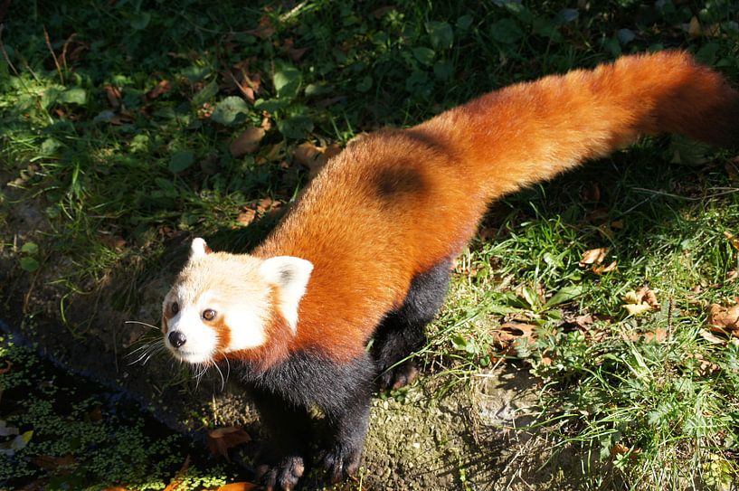 Nieuwsgierige kleine panda van Ronald en Bart van Berkel