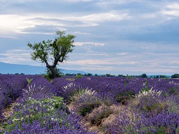 lavender fields with a tree in the beautiful last sunlight of the day