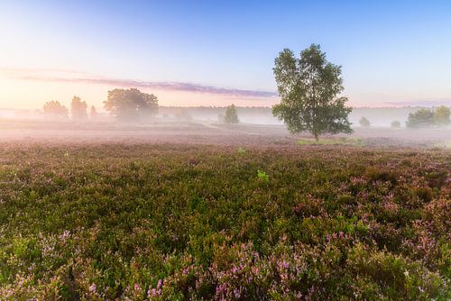 Morning atmosphere in the Lüneburg Heath by Daniela Beyer