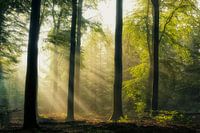 misty morning