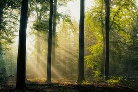 misty morning by Sjon de Mol