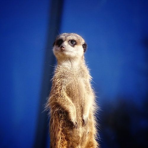 Stokstaartje op de uitkijk