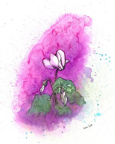 Cyclamen blanc sur rose Aquarelle à l'encre de Chine
