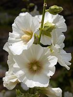 Weiße Stockrose