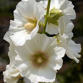 White hollyhock by Tim Lotterman Photography