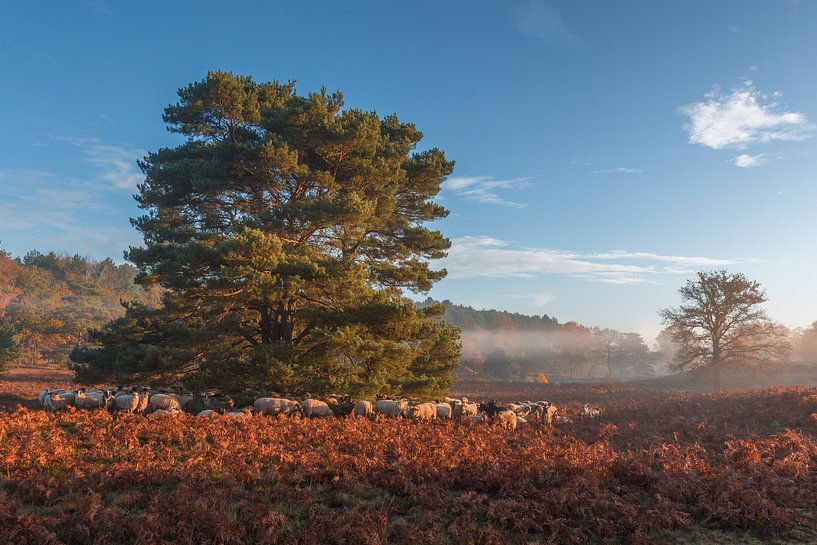 Schaapskudde op de heide tijdens de zonsopkomst van John van de Gazelle fotografie